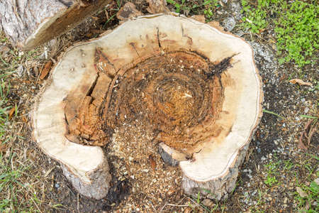 Stump of a felled tree after the rain outside the terms of the grassの写真素材