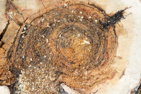 Stump of a felled tree after the rain outsideの写真素材