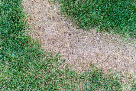 Burnt grass among green lawns, views consultedの写真素材
