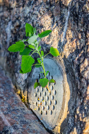 Concept, grass breaks through granite tilesの写真素材
