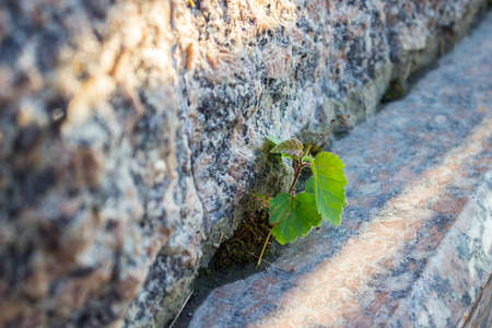 Concept, grass breaks through granite tiles