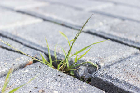 Concept, grass breaks through granite tilesの写真素材