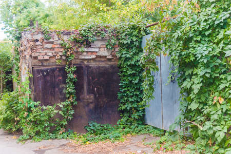 Old courtyard with a wooden fence and ivy behind the house and gatesの写真素材