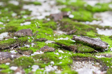 Green moss growing on a piece of land in the background blurred sprout treeの写真素材