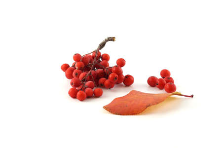 Berries red mountain ash on a branch with a bunch of autumn leaves on a white backgroundの写真素材