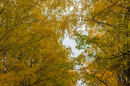 Trees in autumn park with yellow leavesの写真素材
