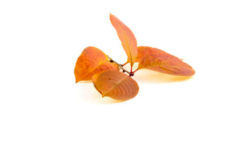 Autumn colored leaves on a branch of a group on a white backgroundの写真素材