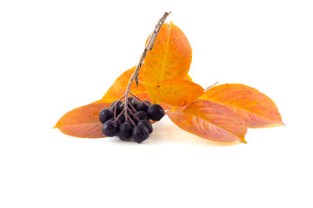Berries black mountain ash on a branch with a bunch of autumn leaves on a white backgroundの写真素材