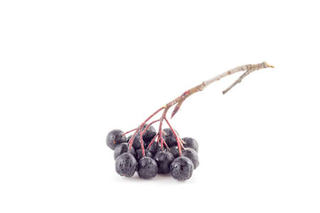Rowan berries black bunch on a white backgroundの写真素材