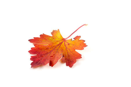 Autumn colored leave on a white backgroundの写真素材