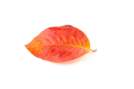 Autumn colored leave on a white backgroundの写真素材