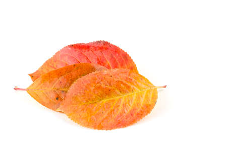 Autumn colored leaves on a white backgroundの写真素材