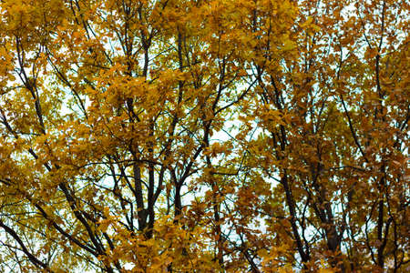 Trees in autumn park with yellow leavesの写真素材