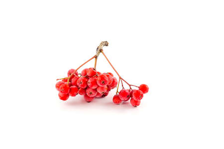 Berries red rowan bunch on a white backgroundの写真素材