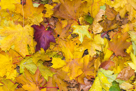 Autumn red and yellow leaves on the ground view from aboveの写真素材