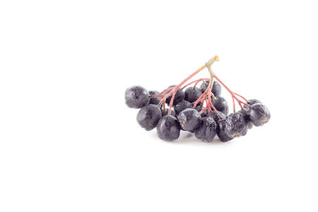 Rowan berries black bunch on a white backgroundの写真素材