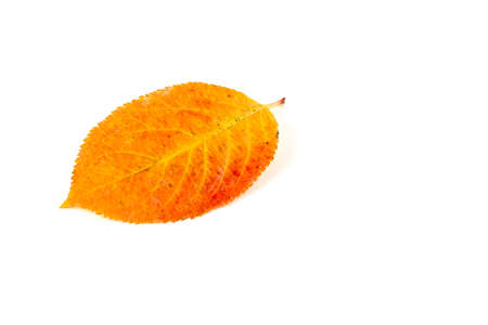 Autumn colored leave on a white backgroundの写真素材