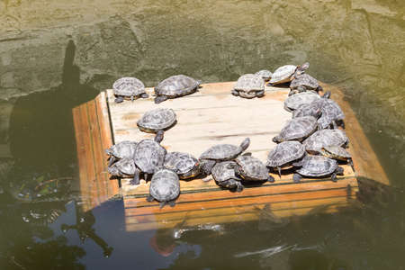 Many sea turtle without a shell basks in the sunの写真素材
