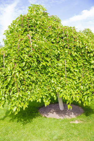Green deciduous tree stands aloneの写真素材