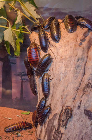 Cockroaches on a tree trunk. Cockroaches in the zoological garden.