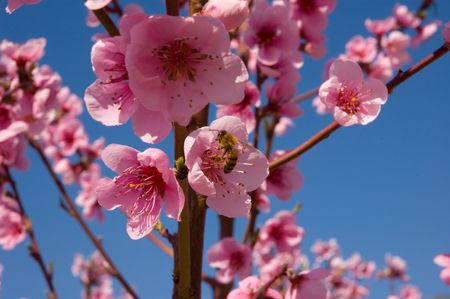 peach blossom on blue skyの写真素材