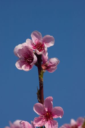 peach blossom on blue skyの写真素材