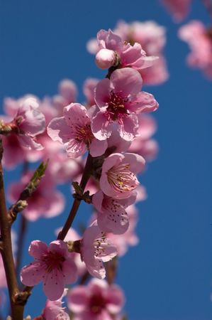 peach blossom on blue skyの写真素材