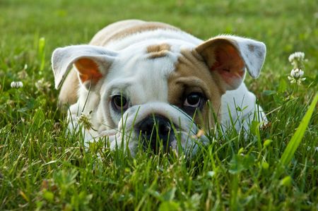 Puppy dog clos up on grassの写真素材
