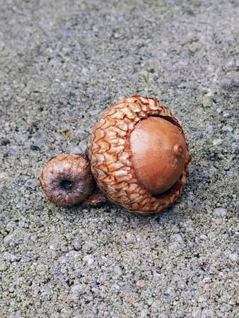 A close-up of a-corn nuts sitting on the cement. Very nice detail.