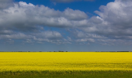 Bleu sky clouds over wheat field Saskatchewanの写真素材