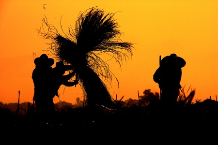 Agriculture, Nothern of Thailandの写真素材