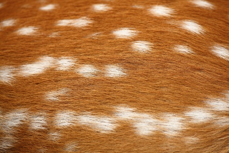Brown deer furの写真素材