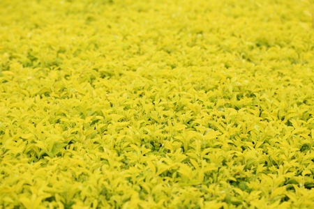 Golden leaf in gardenの写真素材