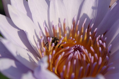 Bee inside Lotusの写真素材