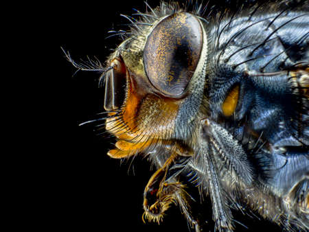 a fly macro shooting, closeup insect