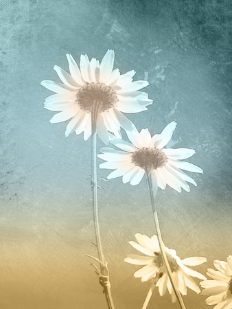 Vintage flowersの写真素材