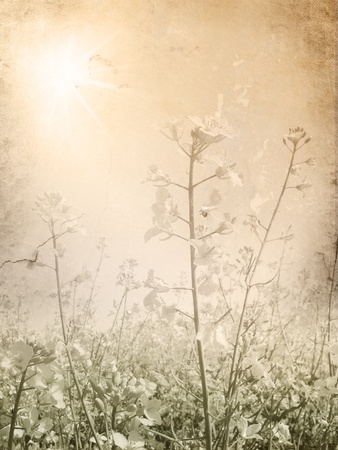 Vintage flower background on light sepia grunge paperの写真素材