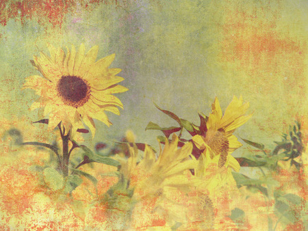 Retro sunflower field - vintage flower backgroundの写真素材