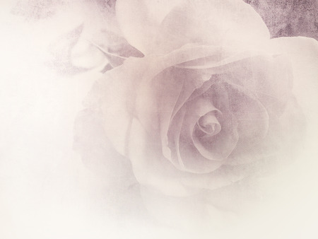 Vintage rose - soft floral backgroundの写真素材