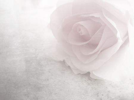 Soft pink rose - vintage flower patternの写真素材