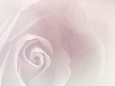 Rose macro - vintage soft flower backgroundの写真素材