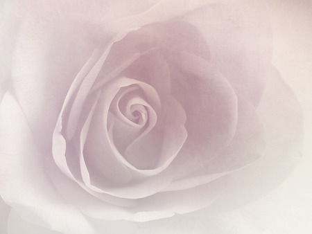 Rose pattern - vintage soft flower backgroundの写真素材