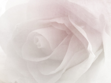 Soft flower background - vintage roseの写真素材