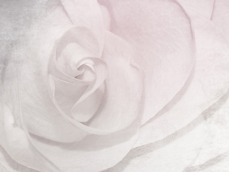 Soft rose pattern - white pink flower backgroundの写真素材