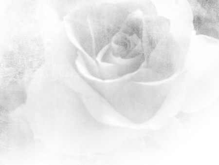Vintage rose - white flower backgroundの写真素材
