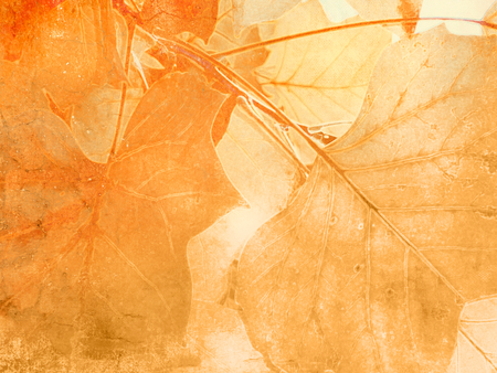 Leaf veins background in soft vintage styleの写真素材