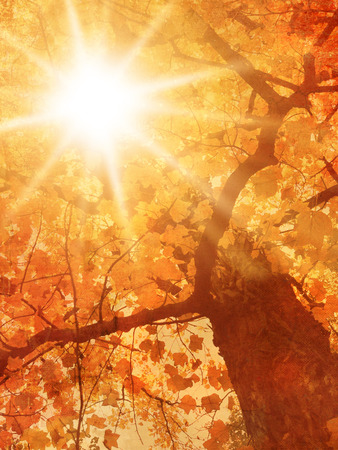 Autumn tree in vintage styleの写真素材