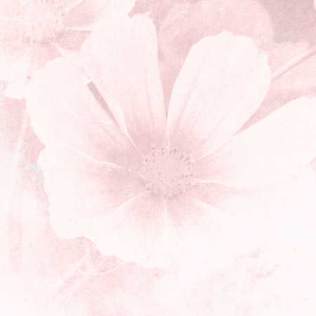Soft pink flower background in pastel watercolorの写真素材