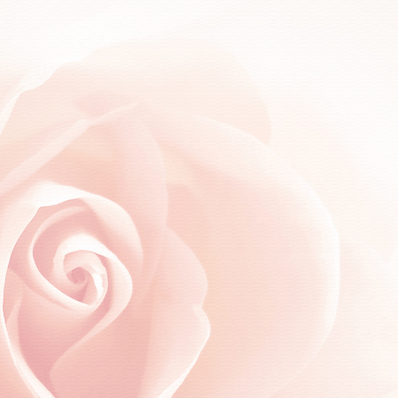 Soft rose backgroundの写真素材