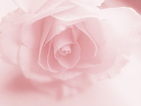 Rose background soft pinkの写真素材
